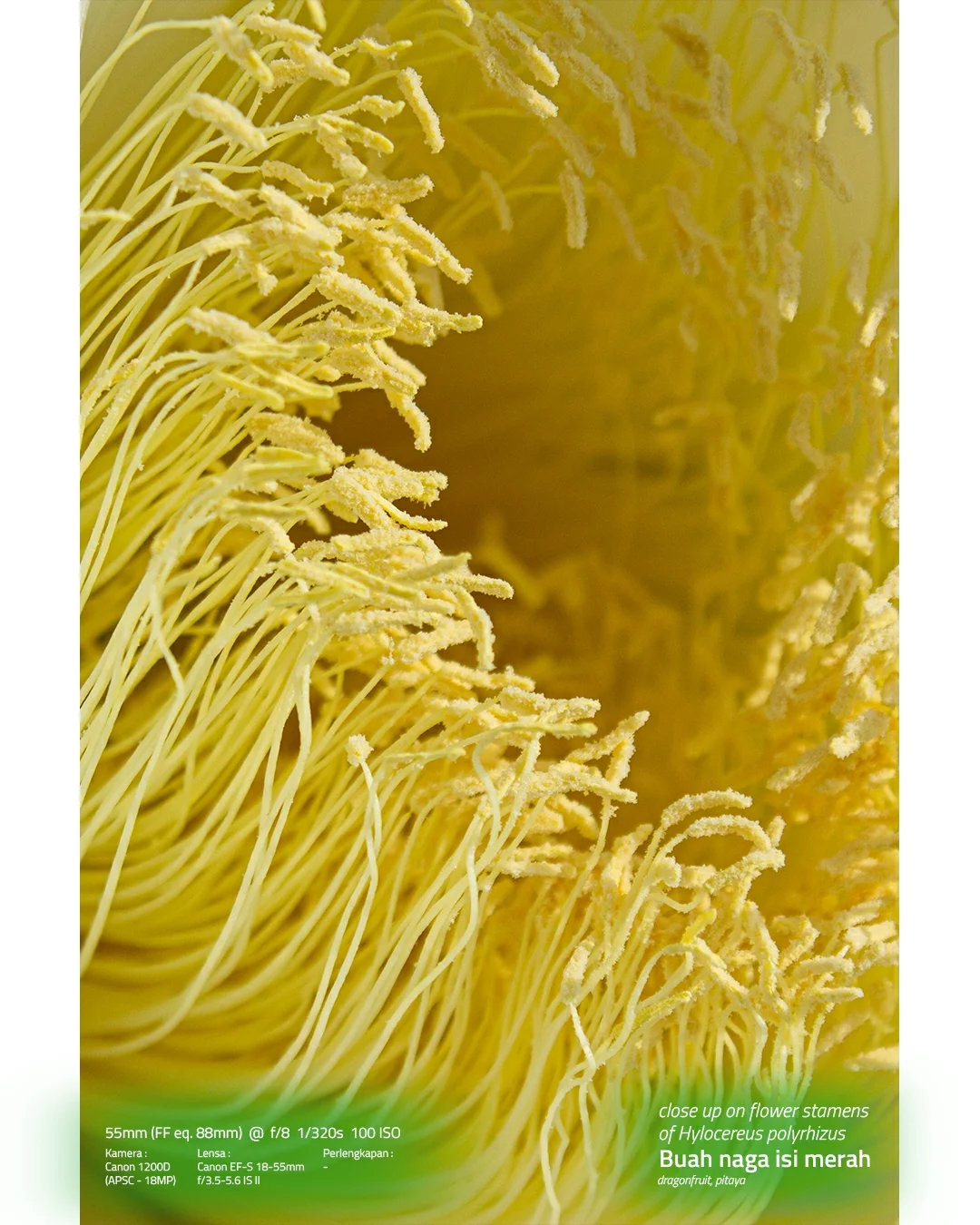 Dari "Makro Jadi-Jadian" hingga Alur Penelitian: Refleksi Fotografi Saintifik